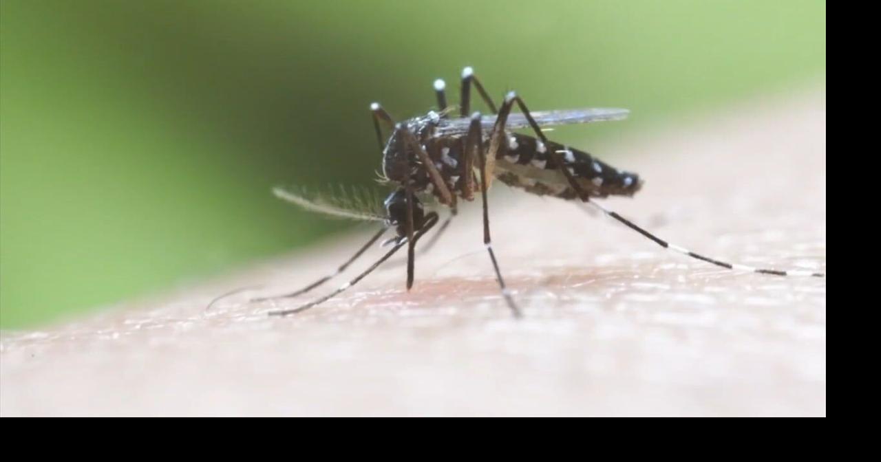 Concerns grow around West Nile Virus in Berks County | Berks Regional News