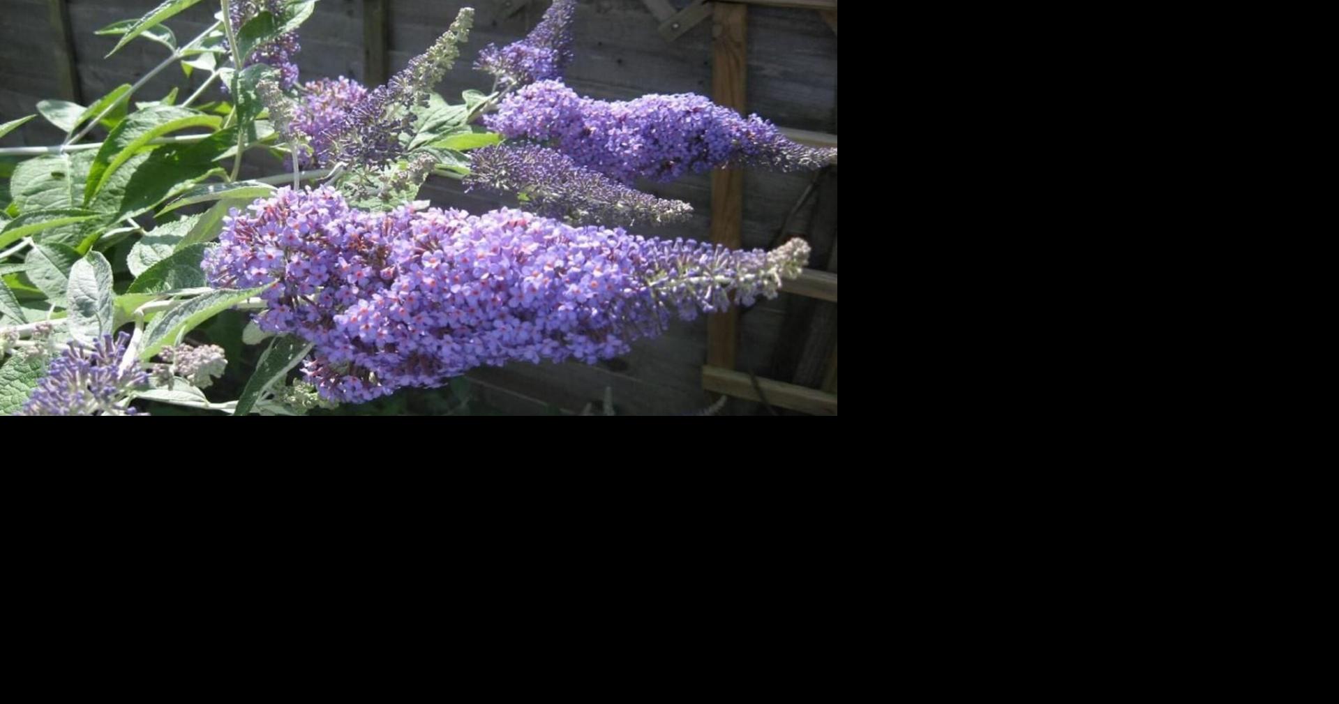 Shapiro launches statewide program to replace invasive trees and shrubs ...