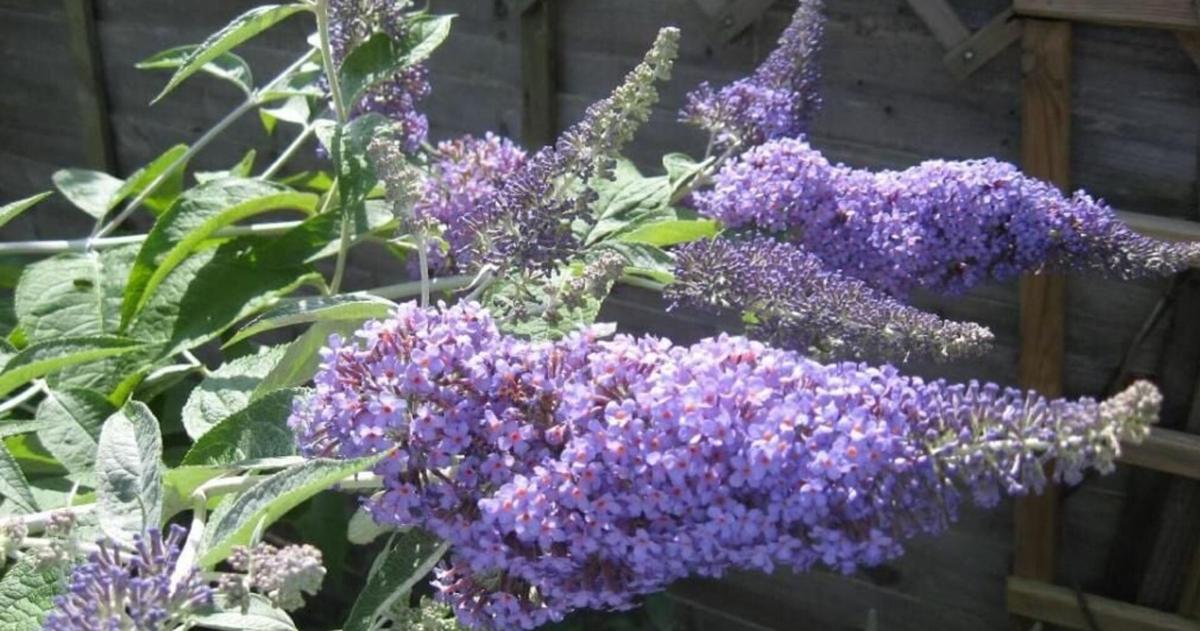 Sapero Tree Shapiro launches statewide program to replace invasive trees and shrubs ...