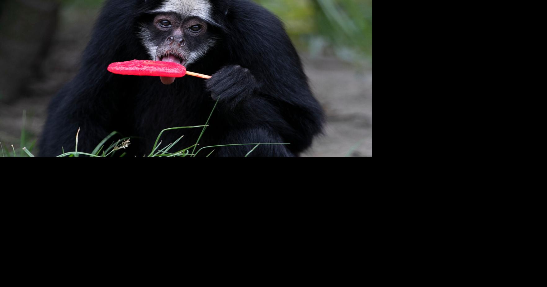 Rio de Janeiro zoo animals are treated to popsicles as the city faces scorching summer weather