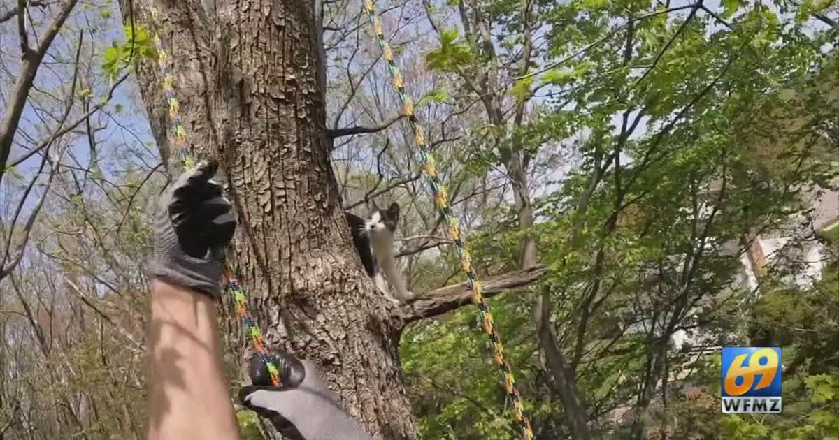 Tree climber launches cat rescue service, and he's not the only one ...