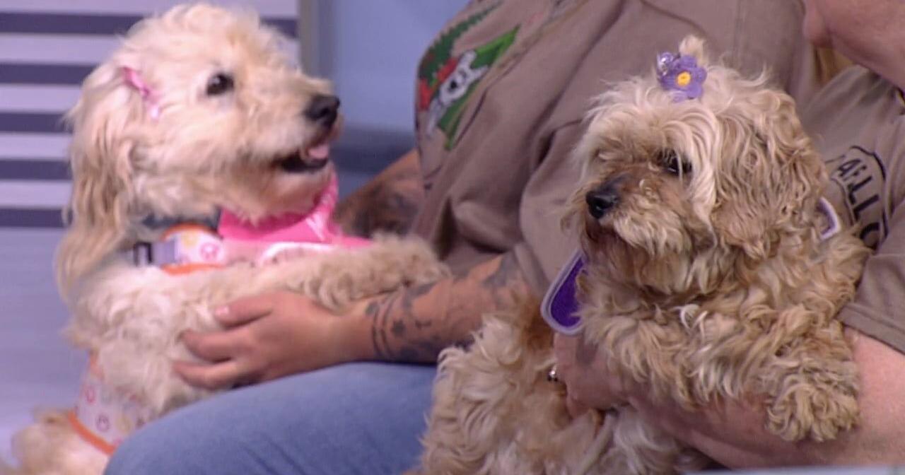 Sunrise Guest: Pet of the Month - Vimarsana News
