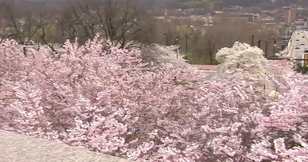 Το 12ο ετήσιο Φεστιβάλ Cherry Blossom φέρνει τον ιαπωνικό πολιτισμό στη Βηθλεέμ