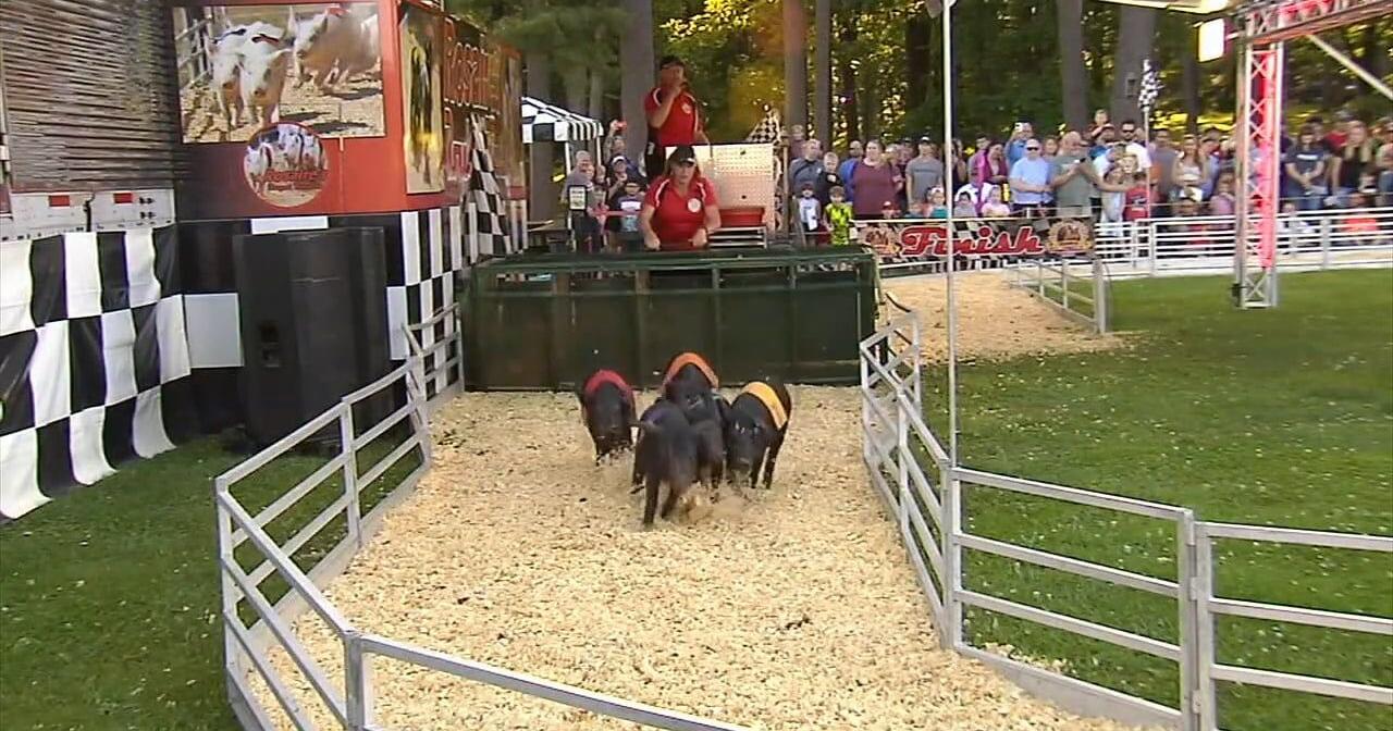 Boyertown Fun Days goes hog wild - Vimarsana News