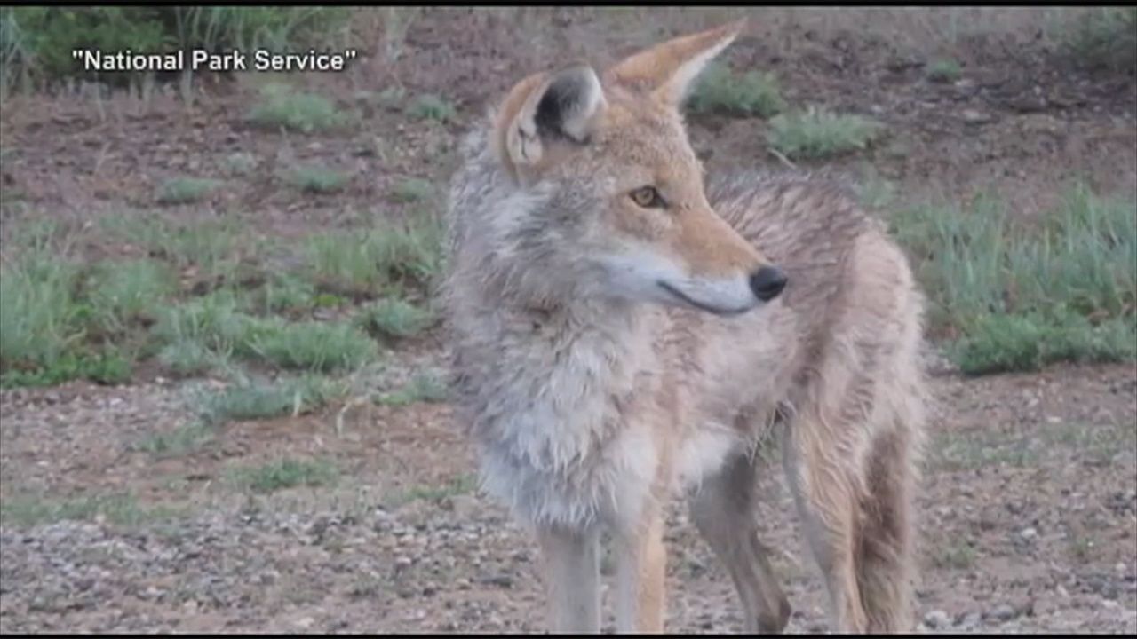 are there coyotes in new jersey