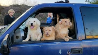 NJ rescue: 50+ dead animals, 35 surviving cats and dogs found in truck ...