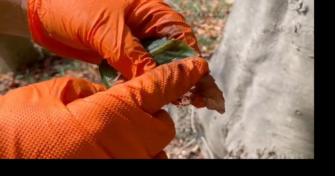 Arborist warns of beech leaf disease spreading into our area