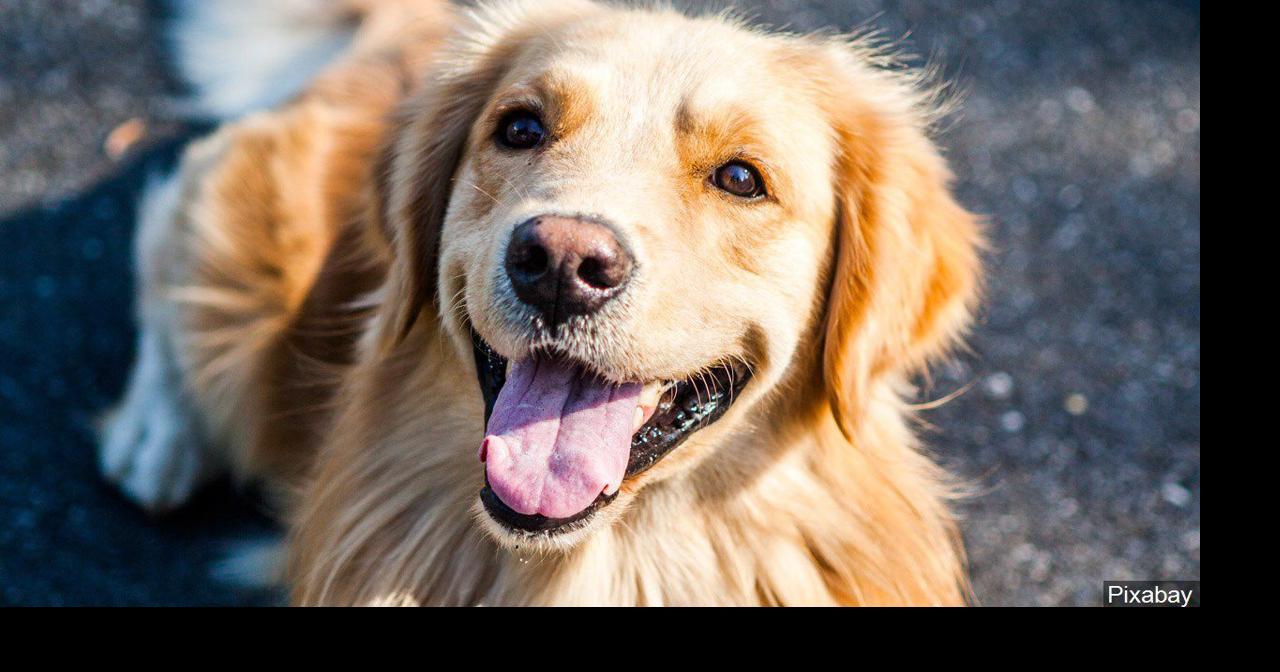 Bethlehem bans sale of dogs, cats, rabbits from ‘pet mills’ | Lehigh Valley Regional News