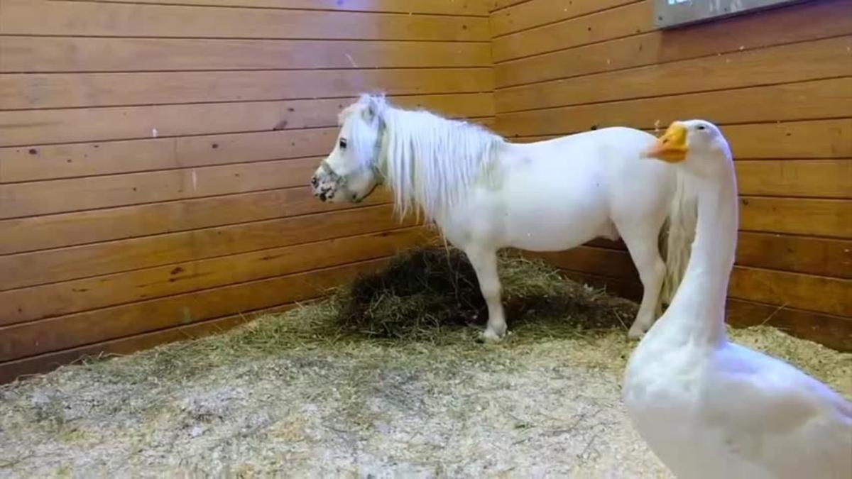 Avoir Images Waffles And Hemingway Mini Horse And Goose Pair Get New Home dernière par