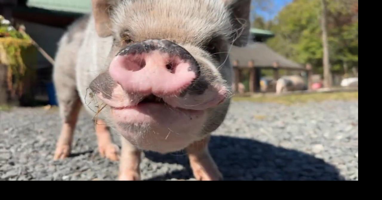 Pet pigs are filling shelters as Lehigh Valley and Bucks County rescues struggle with overcrowding