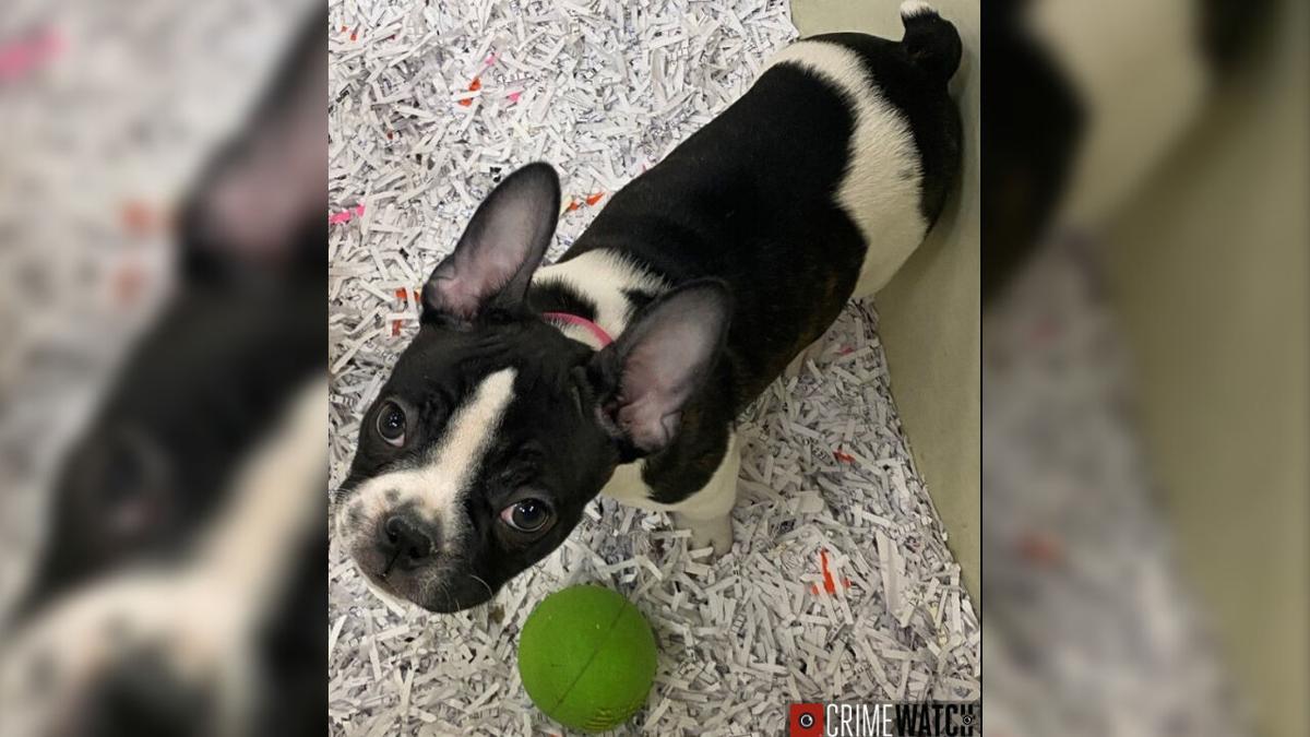 Puppy Stolen From Palmer Park Mall Pet Store Police Say Lehigh Valley Regional News Wfmz Com Puppy Stolen From Palmer Park Mall Pet Store Police Say Lehigh Valley Regional News Wfmz Com