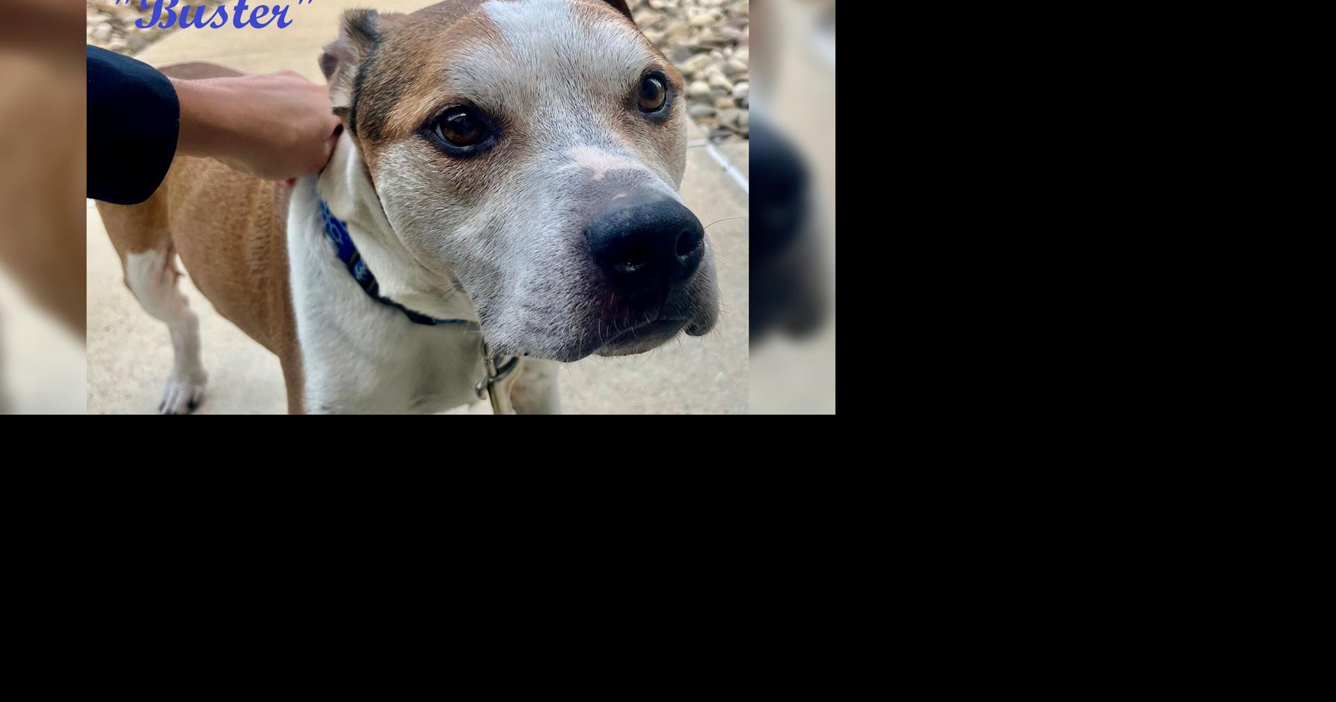 🐶 Buster the dog in need of home, survived weeks after loss of owner