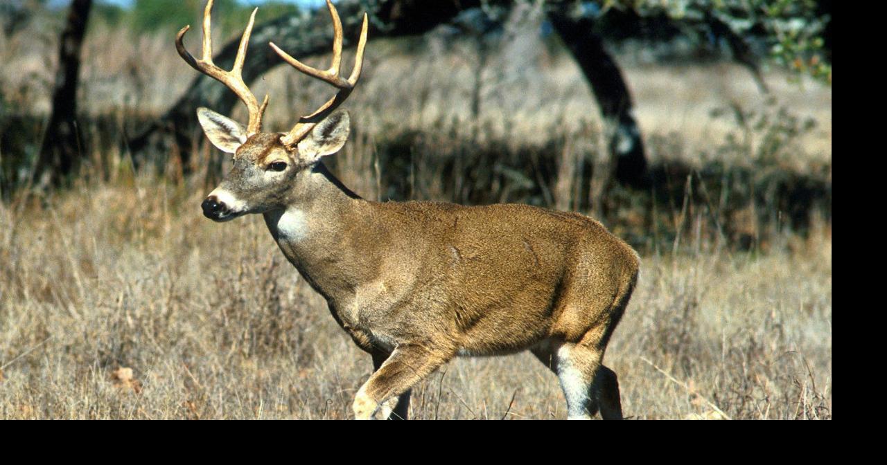 Pa. hunters get more than 400K deer this season