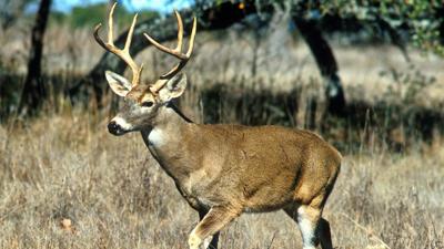 White-tailed deer