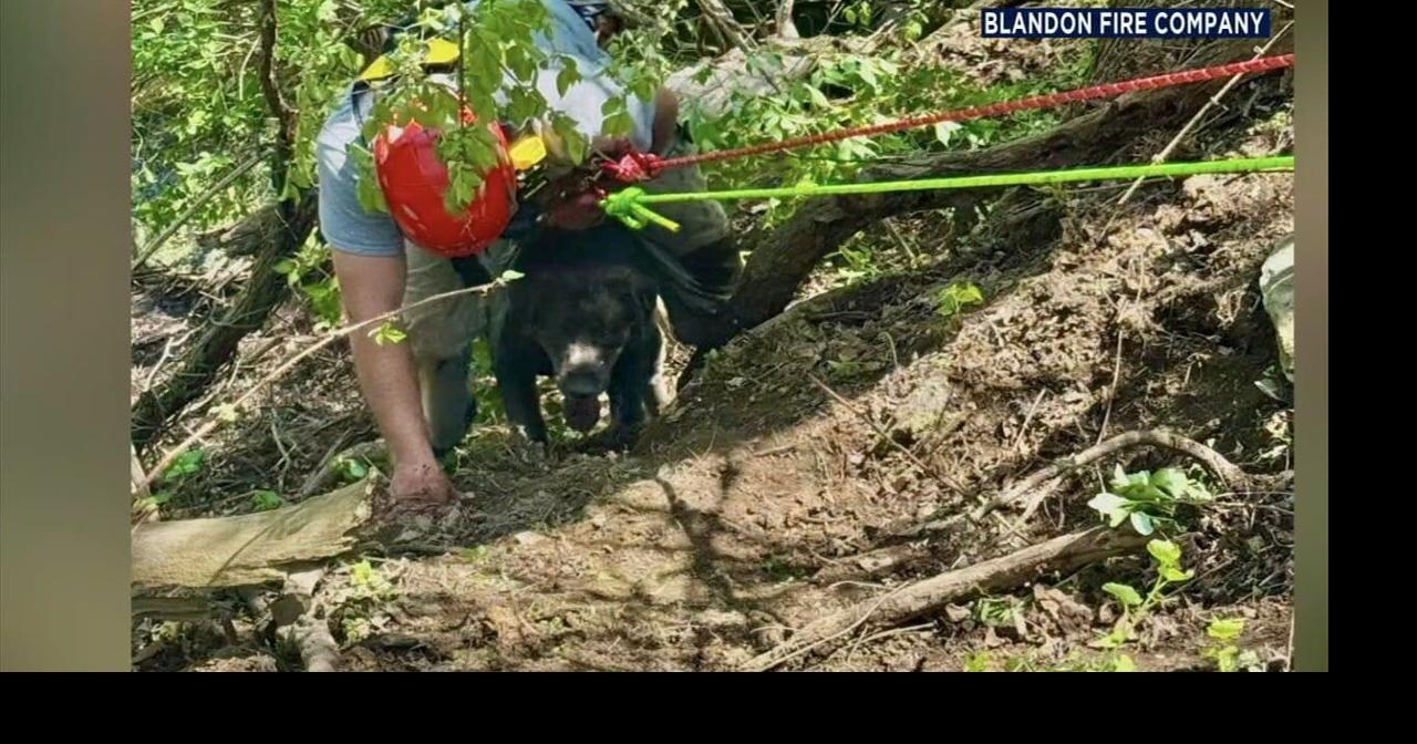 Successful rope rescue saves dog and owner in Maidencreek Twp. | Berks ...