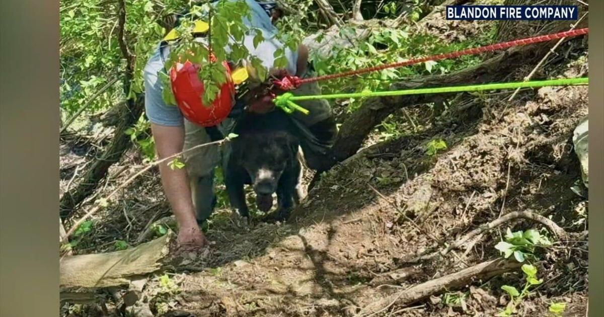 Dog Rope Rescue Successful rope rescue saves dog and owner in Maidencreek Twp. | Berks ...