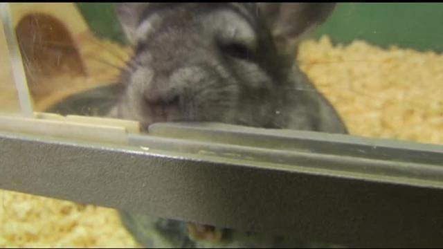 Montgomery Co Man Faces 28 Counts Of Animal Cruelty Southeastern Pennsylvania Wfmz Com