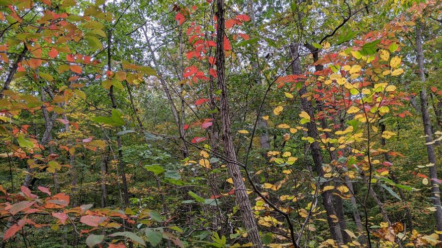 How is the weather affecting this year's fall color? | Weather | wfmz.com