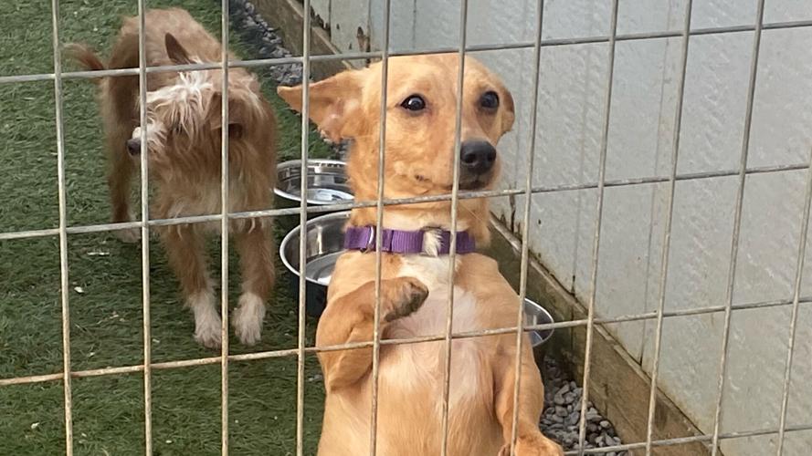 Stranded dogs at Sanctuary at Haafsville
