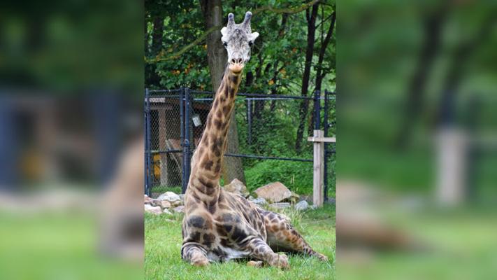 Lehigh Valley Zoo mourns loss of Murphy the Masai Giraffe | Lehigh ...