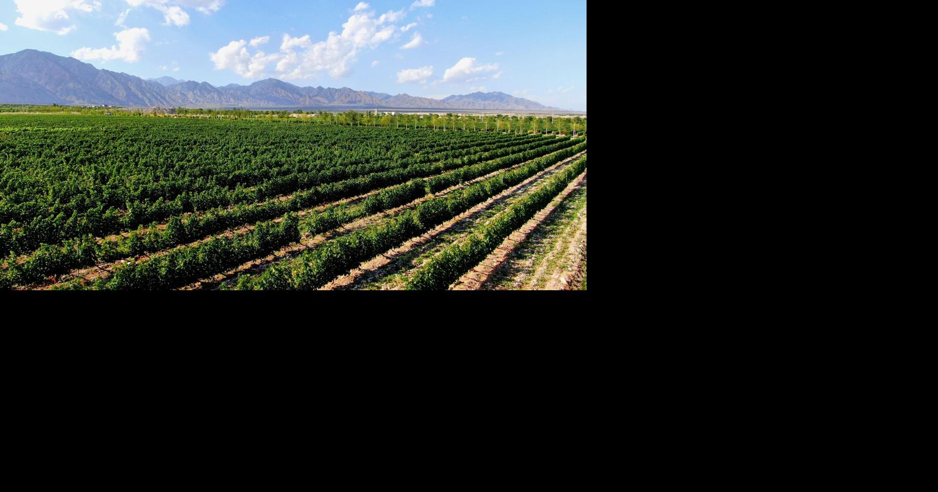Xinhua Silk Road: Yinchuan supports China's wine industry in going global
