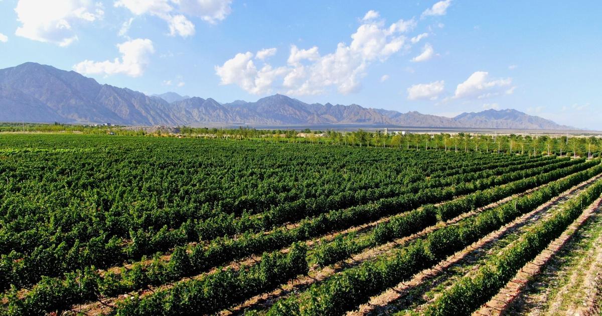 Xinhua Silk Road: Yinchuan supports China's wine industry in going global