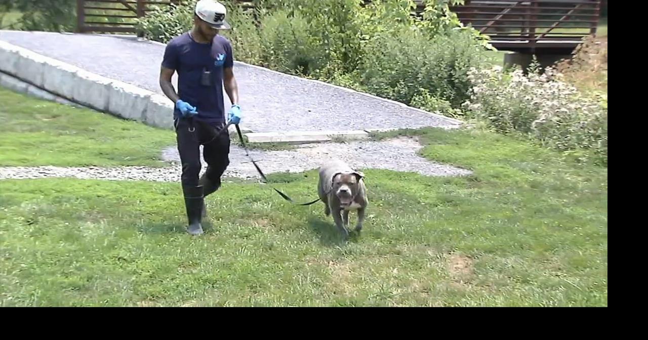 How to keep pets cool during extreme weather warnings