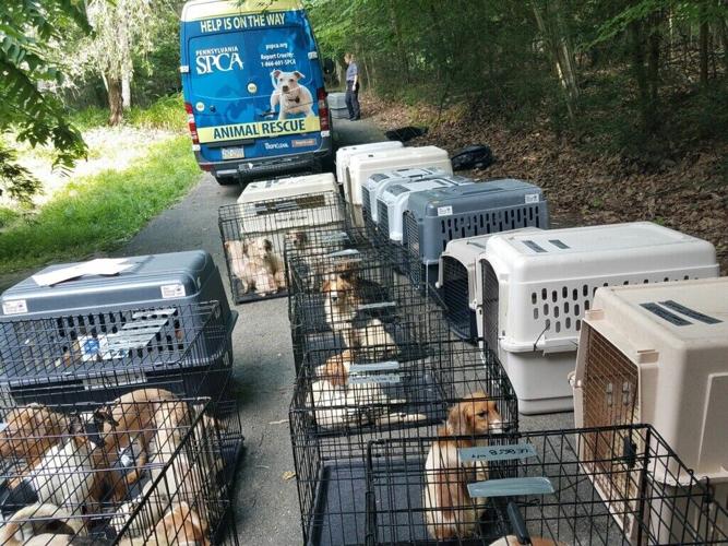 Google Animal Rescue PSPCA rescues more than 200 dogs and other animals from Monroe County ...
