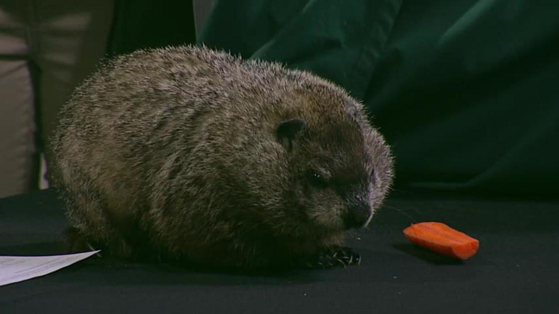 Pocono Wildlife Rehabilitation And Education Center Offers Groundhog Facts Lehigh Valley Regional News Wfmz Com