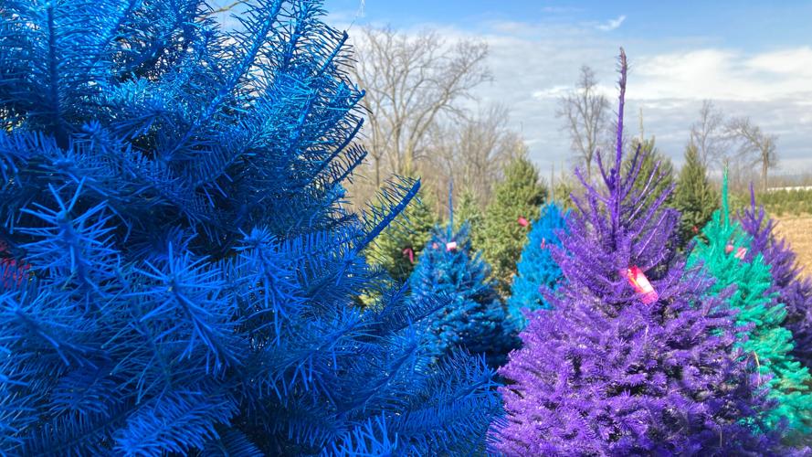 Christmas tree farms in Berks busy, despite weather Berks Regional