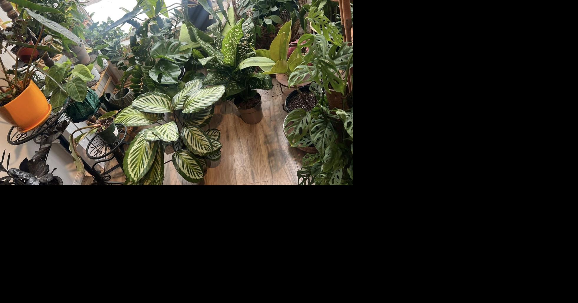 ‘Everything must go!’: Lehigh County plant store holding closeout sale