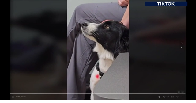 Lehigh County veterinarian and his dog become social media sensations | Lehigh Valley Regional News