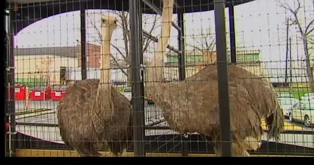 Reading Fightin Phils Ostriches HD 