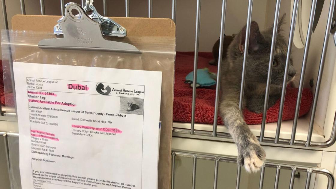 Berks Arl In Need Of People To Adopt Foster Pets Coronavirus
