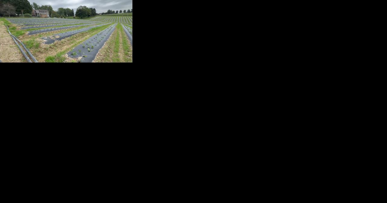 Grim's Orchard in Upper Macungie was taken off the market. What is the owner's long-term plan for property? - Vimarsana News