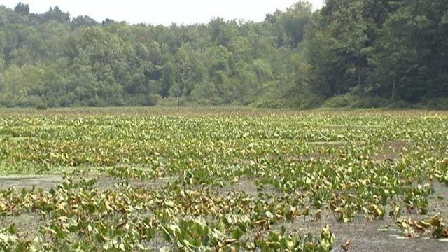 Water Chestnut Damaging Lake Towhee In Bucks County News Wfmz Com