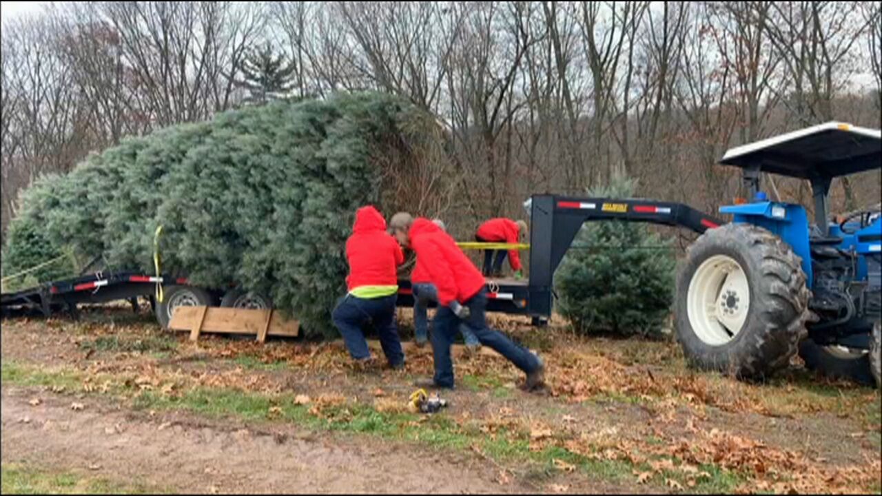 Crews Prep Christmas Tree From Schuylkill For Trip To White House ...