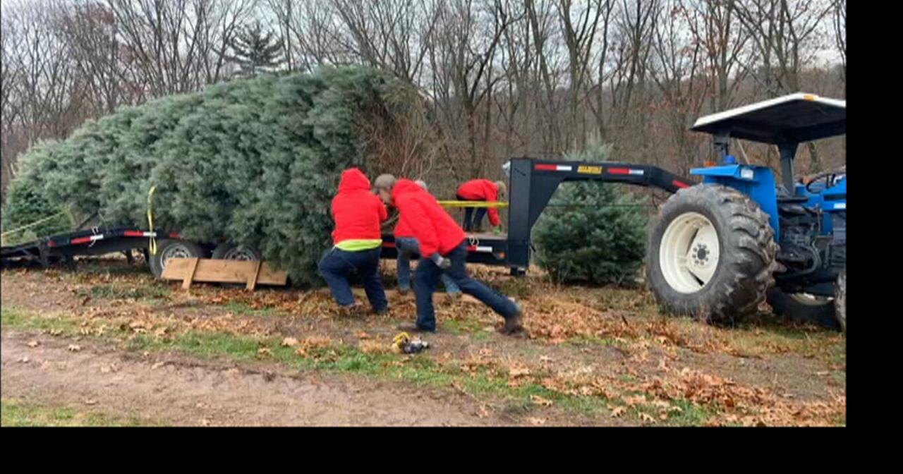 Crews prep Christmas tree from Schuylkill for trip to White House