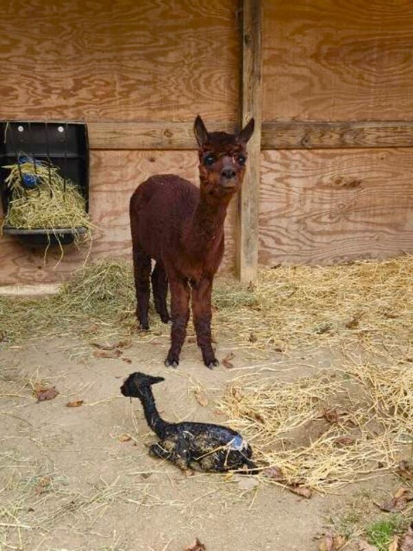 Lehigh Valley Zoo welcomes rare baby alpaca with black fleece