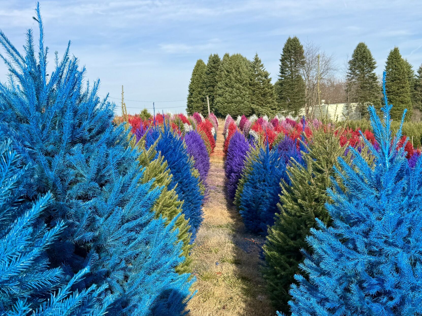 Wyckoff's colorful Christmas trees set to go on sale Friday, bring