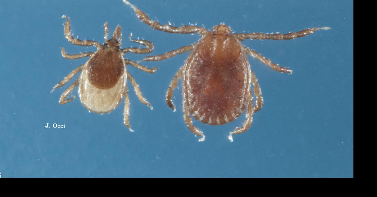 Invasive tick species appears in New Jersey | News | wfmz.com