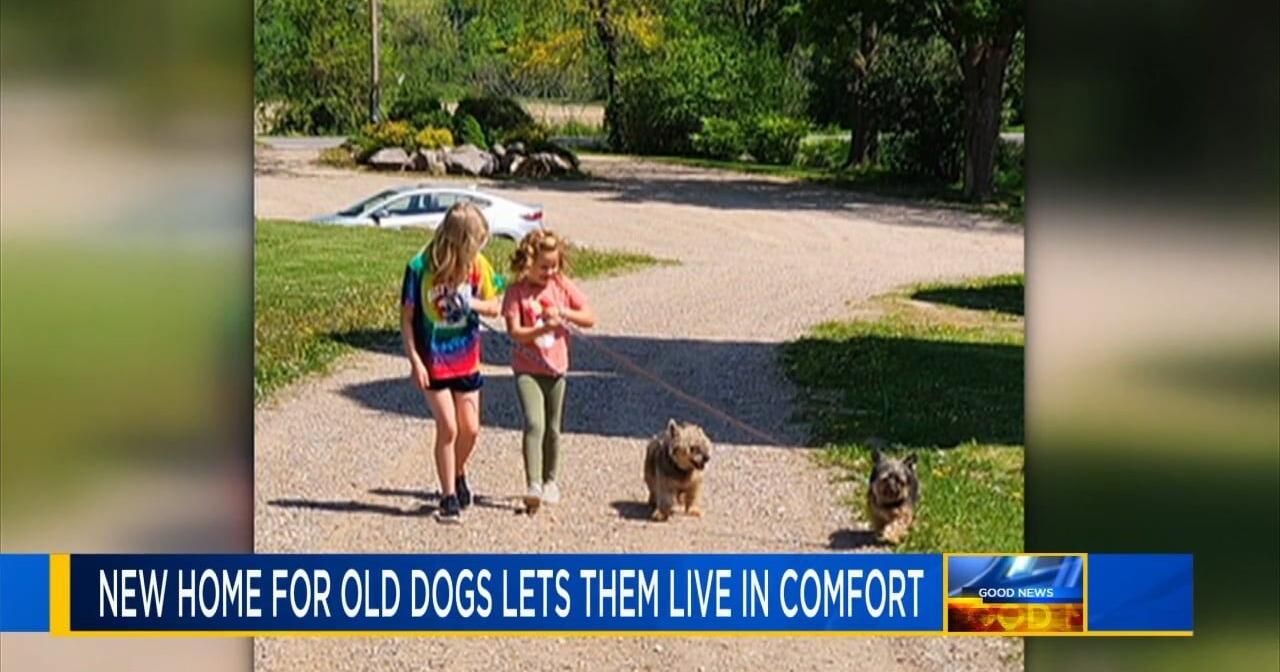 Good News: Wisconsin woman's legacy brings community for older dogs - Vimarsana News