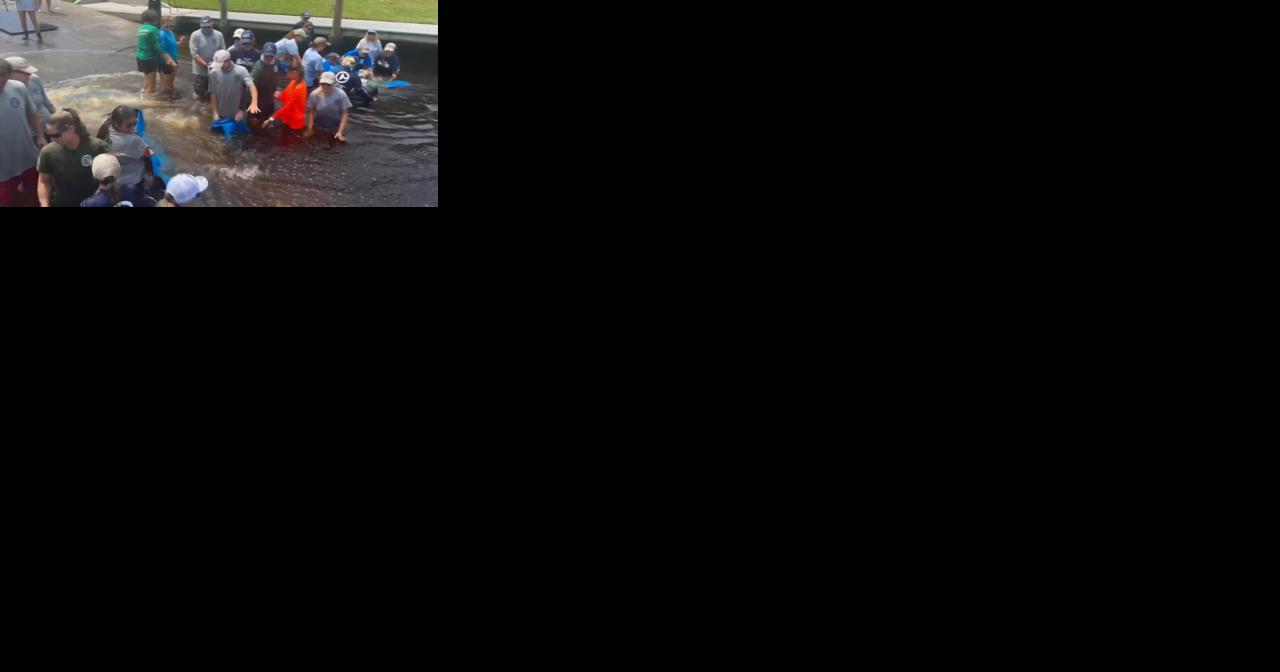 5 manatees rescued from dry land previously flooded by Hurricane Idalia - Vimarsana News
