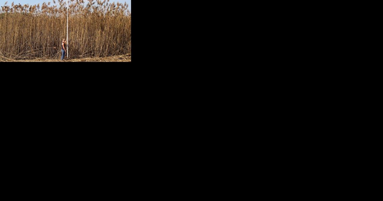 Northampton County defends Minsi Lake against phragmites, a towering invasive plant species - Vimarsana News