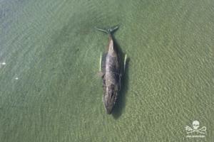 Beached whale frees itself from German coast