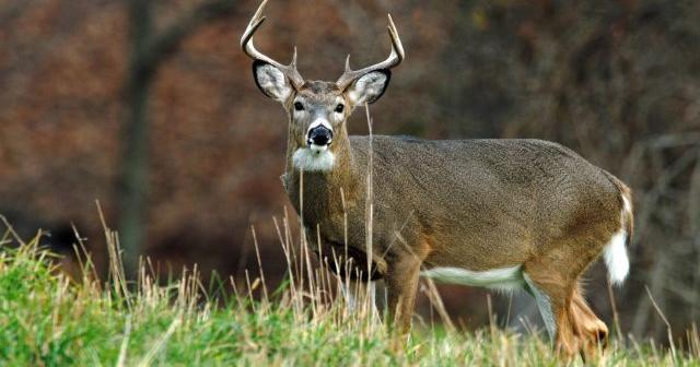Start date of deer season in Pennsylvania staying put for now