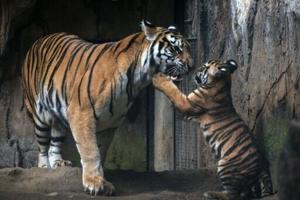 Virus kills tiger cubs in Indonesian zoo