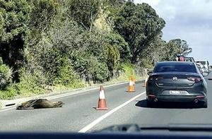 Sleepy seal diverts traffic in Australian seaside town