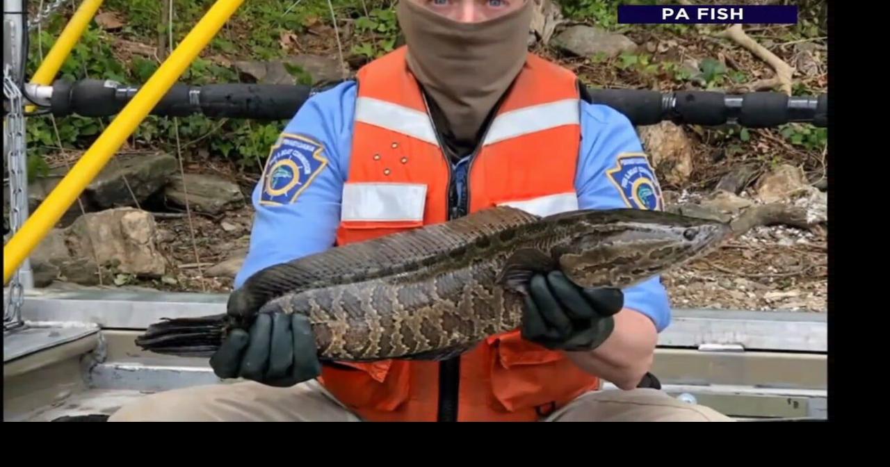 Invasive Snakehead fish spotted again in Schuylkill River | Reading ...