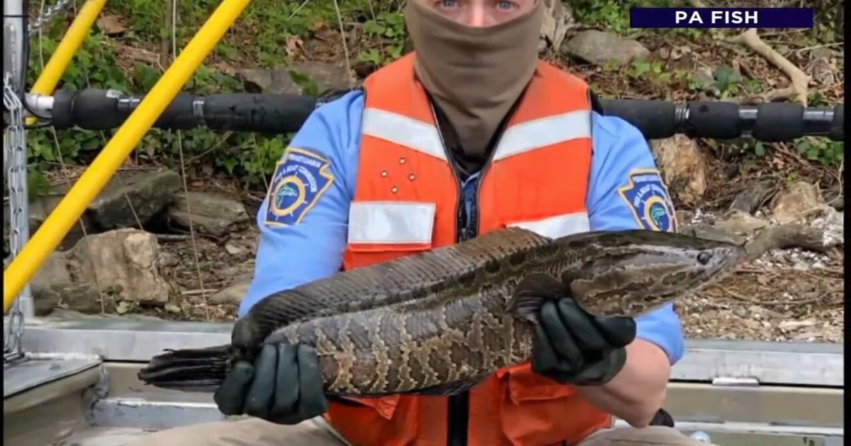 Snakehead Fish Invaded Invasive Snakehead fish spotted again in Schuylkill River | Reading ...